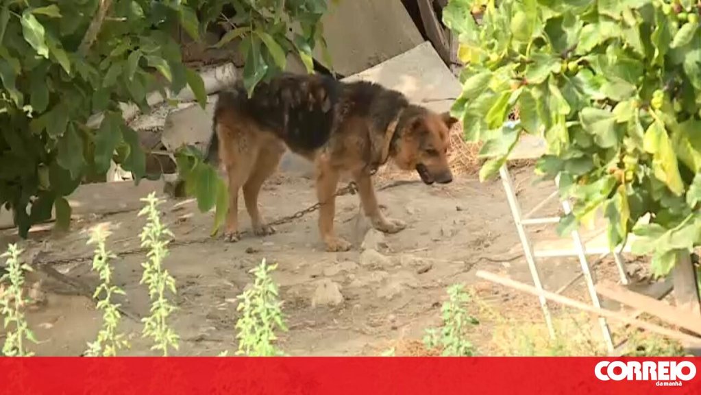 Investigação a Maus-Tratos a Animais na Quinta Ligada a Mulher Desaparecida