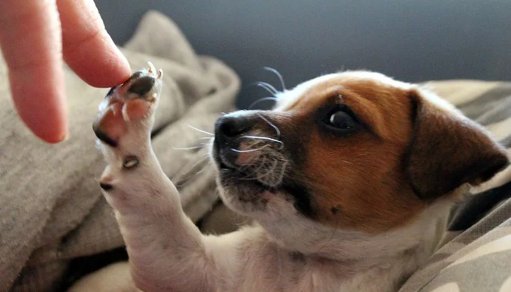Celebrações do Dia Mundial do Cão Sublinham Papel Multifacetado na Sociedade