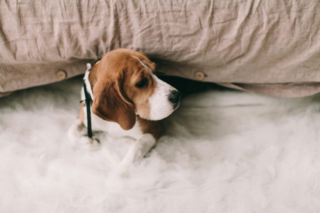 Procura por hotéis e 'pet sitters' dispara no verão e deixa donos sem soluções