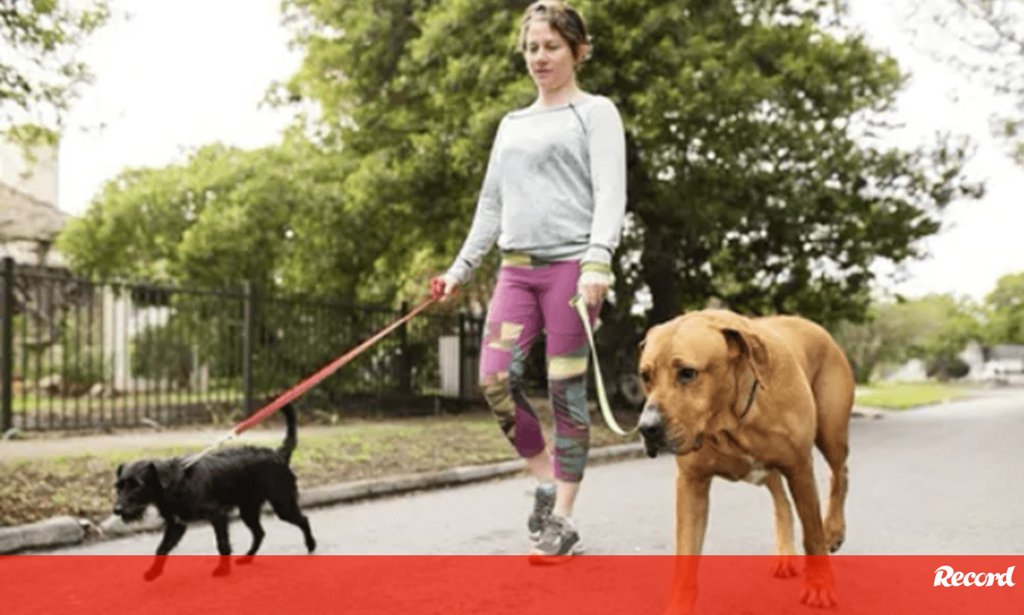 A Crescente Integração de Animais de Estimação na Vida Social e de Lazer